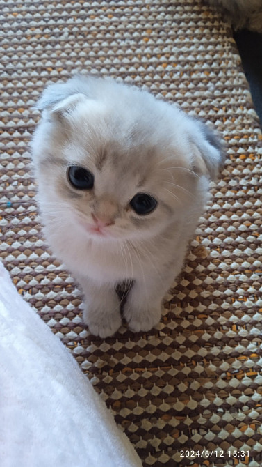 Skotlannin kissanpennut Хамина - изображение 3