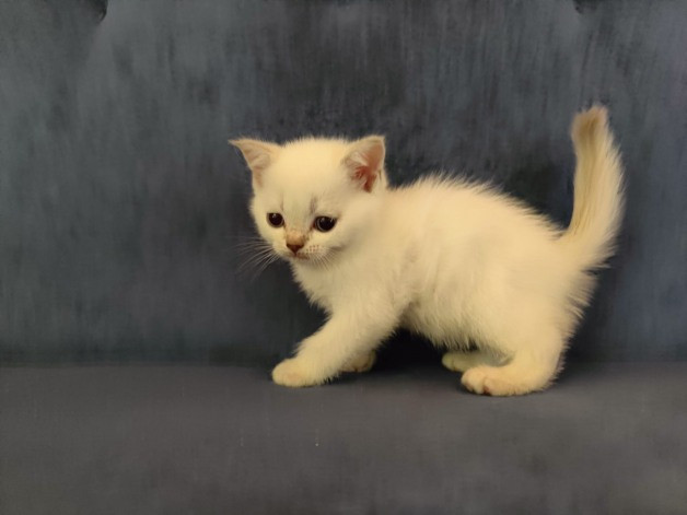 Skotlannin kissanpennut Хамина - изображение 1