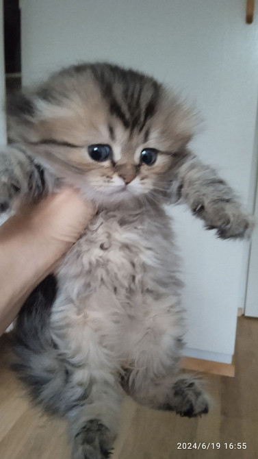 Skotlannin kissanpennut Хамина - изображение 2