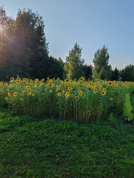 Volkswagen Passat Kitee - valokuva 6