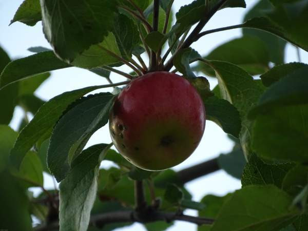 1h  Oulu - valokuva 9