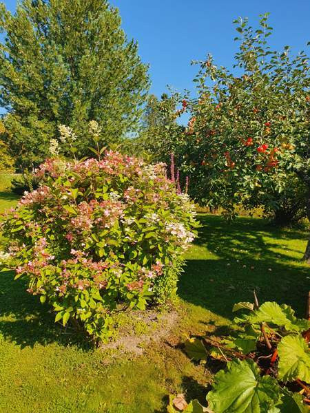 4h + k + s  Seinaejoki - photo 4