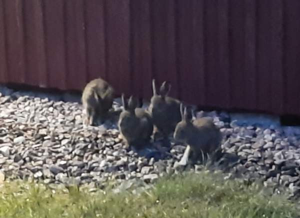 2h  Pudasjärvi - valokuva 4