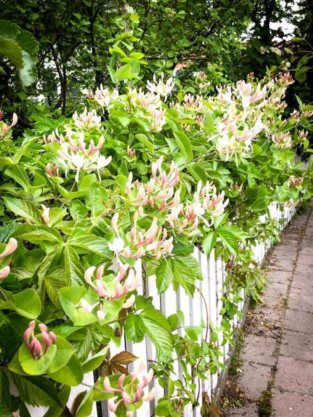 oh + 3mh + k + 2wc + s + kylmä kellari  Турткуль - изображение 4