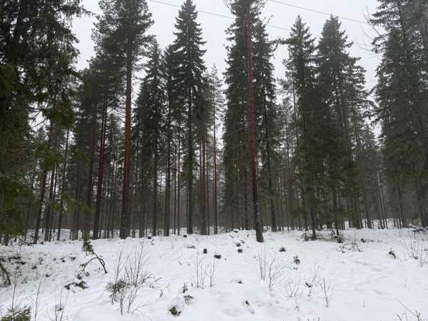 0h  Tammela – foto 4