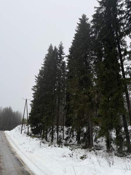 0h  Tammela – foto 2