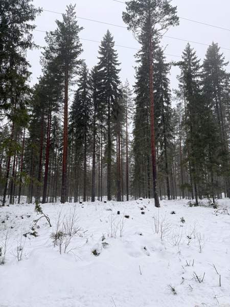 0h  Tammela – foto 7