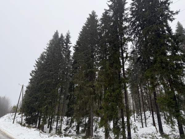 0h  Tammela – foto 3