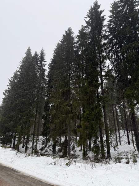 0h  Tammela – foto 6