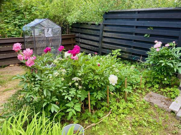 4h + s  Kirkkonummi - valokuva 6