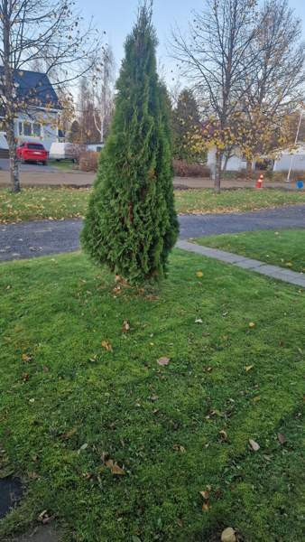 1h + s  Lapua - изображение 4