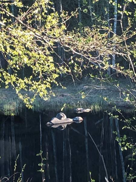 6h + s + p  Savonlinna - photo 5