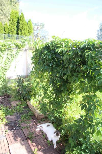 2h + avok + s  Loimaa – foto 3