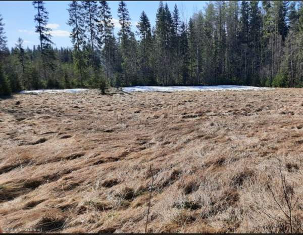 3h  Kurikka - valokuva 5