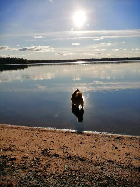 1h/parvi+kk,1h+s+ph  Ranua - valokuva 4