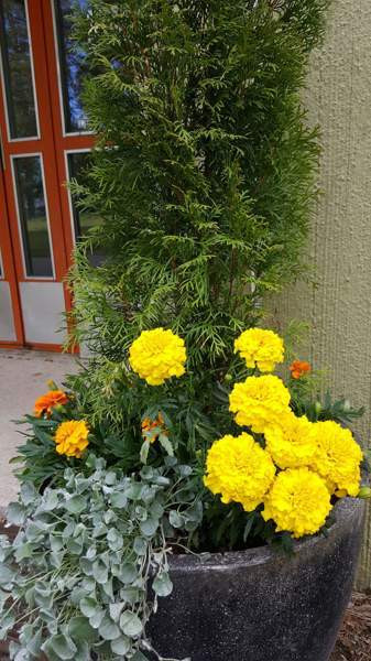 2h + p  Savonlinna - valokuva 4