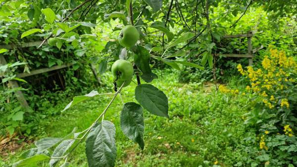 4h + k + s  Рахе - изображение 2