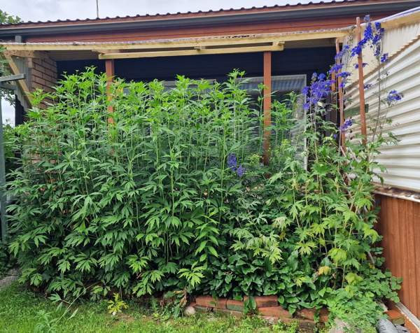 4h + k + s  Рахе - изображение 4