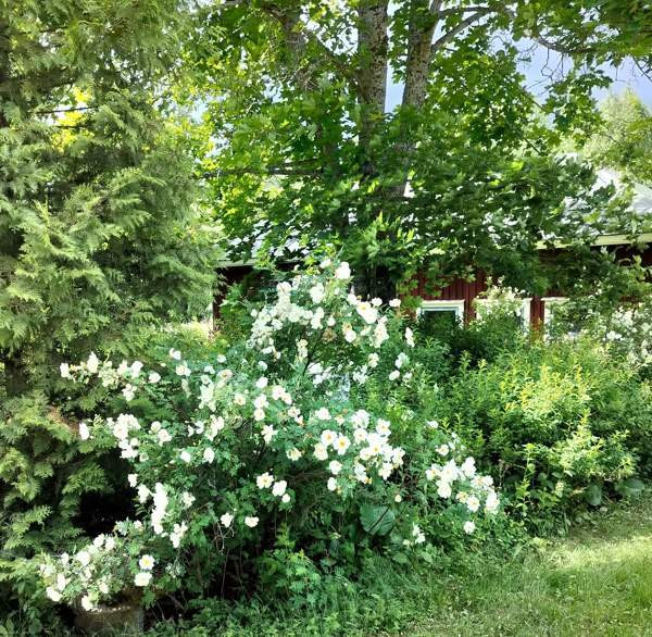 4h + kk  Juuka - photo 6