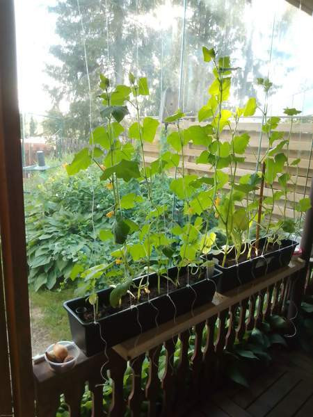 3h + s + p  Sarov - photo 6