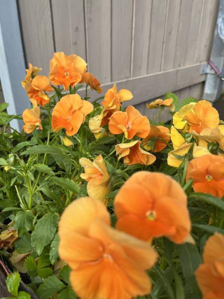 3h + k + s + p  Vantaa – foto 1