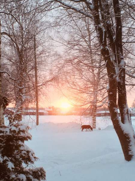 4h + k  Maalahti - valokuva 4