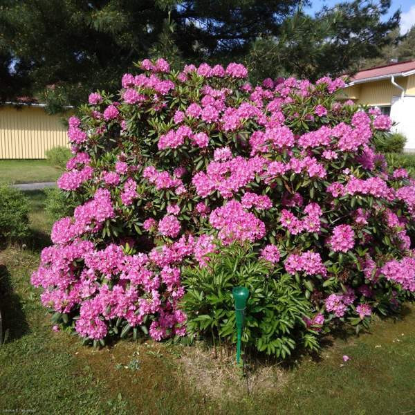 2h + avok + s+terassi  Joutsa – foto 8