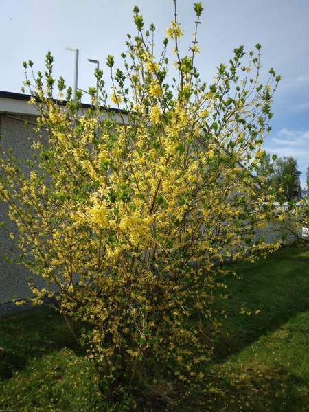 2h + k + s + p  Запорожская область - изображение 4