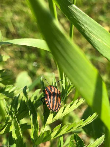 Siirtolapuutarhatontti 366 m2 lämpöeristetyllä 7m2  Sibbo - valokuva 8
