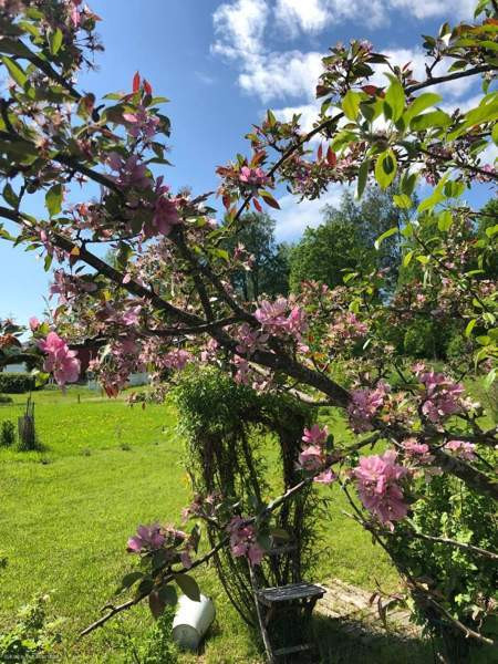 Siirtolapuutarhatontti 366 m2 lämpöeristetyllä 7m2  Sibbo - valokuva 6