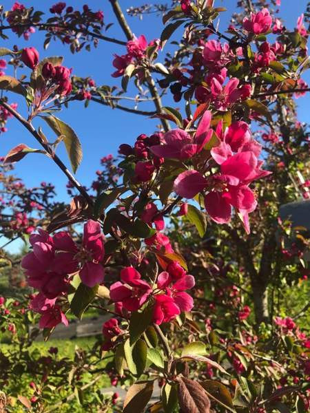 Siirtolapuutarhatontti 366 m2 lämpöeristetyllä 7m2  Sibbo - valokuva 5