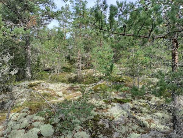2h  Rauma – foto 4