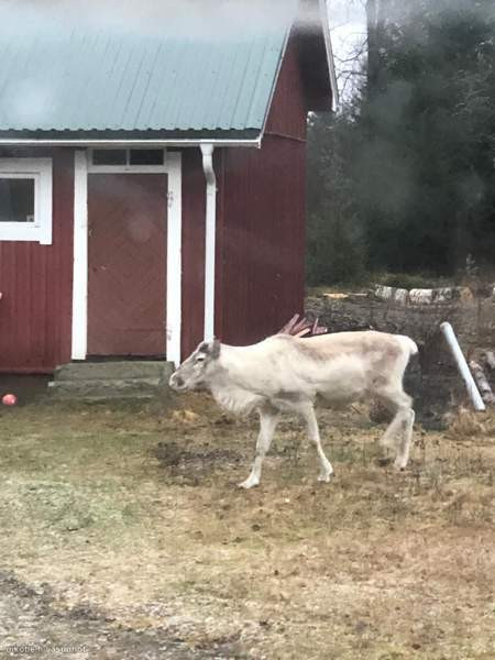 20h + s + p  Ranua – foto 5