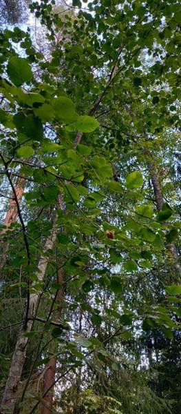 2h + k + p  Imatra - valokuva 5