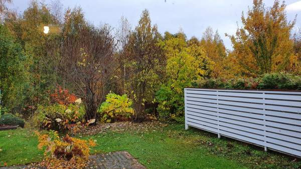 2h +k+ s  Muurame - valokuva 3