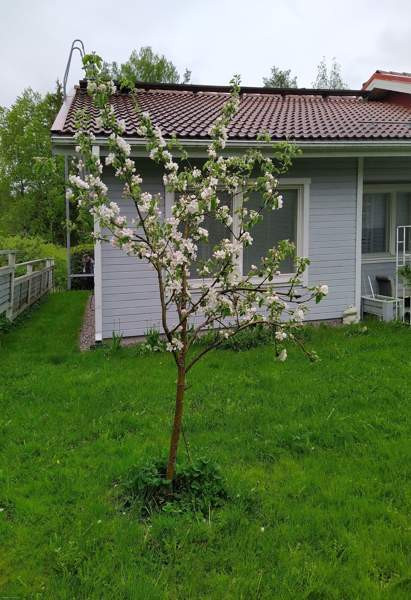 2h+k+ s  Järvenpää - valokuva 2