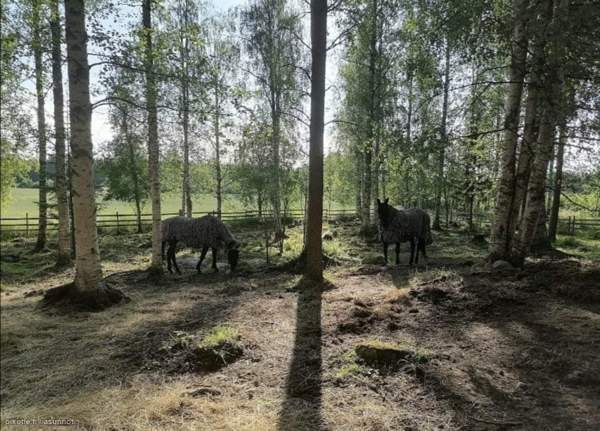 3h  Rautalampi - valokuva 5