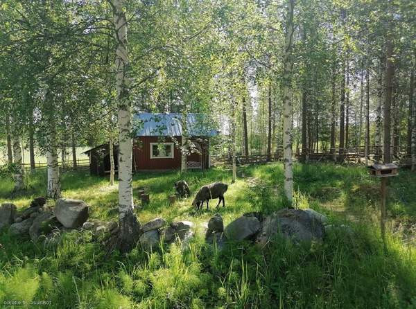 3h  Rautalampi - valokuva 3