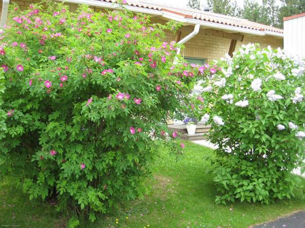 5h +K+ saunat+2WC+ AT varastoineen (40neliö)  Oulu - valokuva 8
