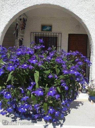 3h + s + p + 2 kh + piha  Torrevieja - valokuva 8