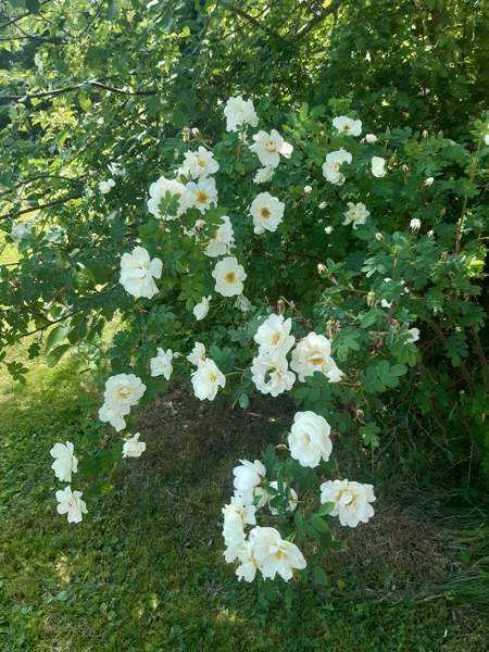 3h + s  Halikko - photo 1