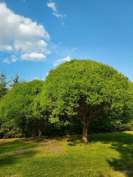 3h + s  Halikko - photo 2