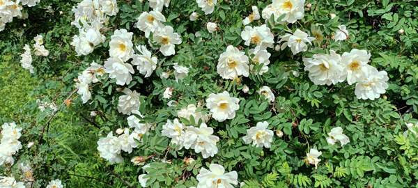 2h + avok + s  Vantaa - valokuva 4