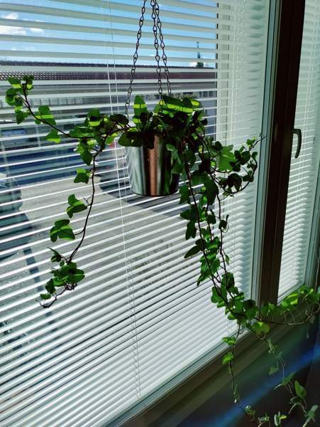 2h + avok + s  Orimattila - photo 3