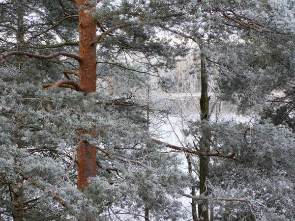 4h + avok + s + p  Siilinjaervi – foto 8