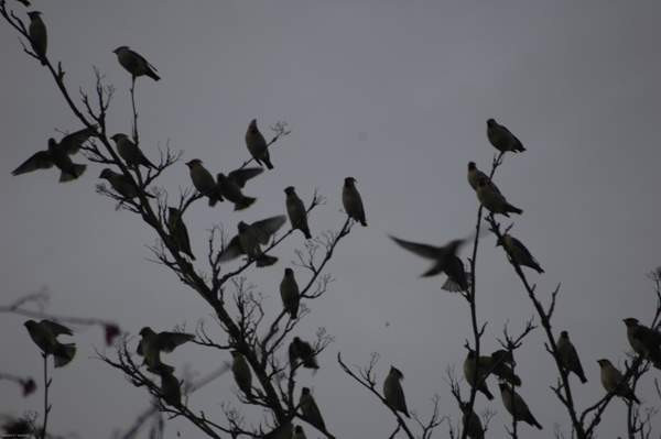 3h + avok + s  Йоэнсуу - изображение 4