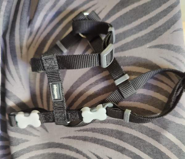 pienen koiran panta ja valjaat Hämeenlinna - valokuva 1