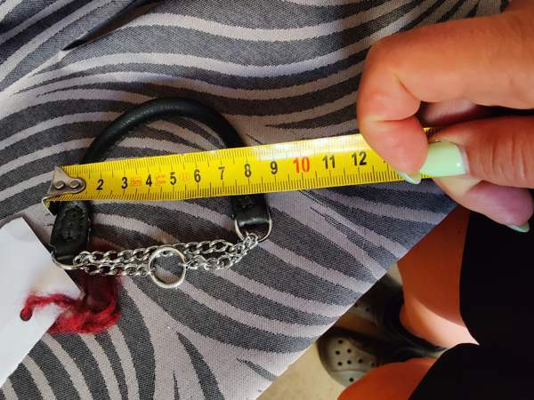 pienen koiran panta ja valjaat Hämeenlinna - valokuva 5