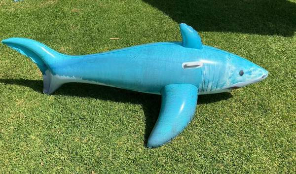 Shark uintilelu Helsinki - изображение 1