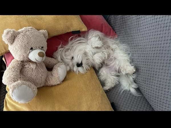 Maltankoira Oulu - photo 3